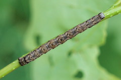 Epirranthis diversata