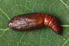 Epirranthis diversata