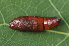 Epirranthis diversata