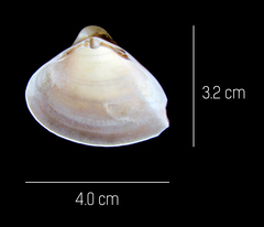Mactridae