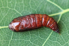 Epirranthis diversata