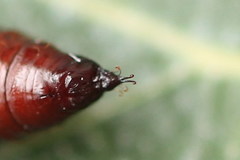 Epirranthis diversata