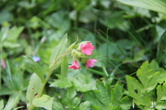 Pulmonaria rubra