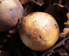 Andricus quercuscalifornicus