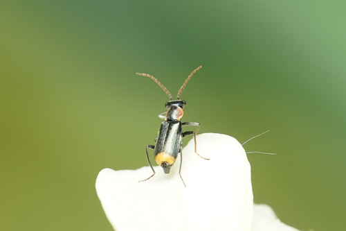 Axinotarsus marginalis