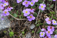Aubrieta gracilis