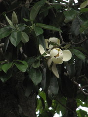 Magnolia tamaulipana