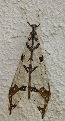 Cymothales eccentros