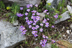 Aubrieta gracilis