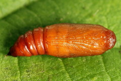 Epirrhoe galiata