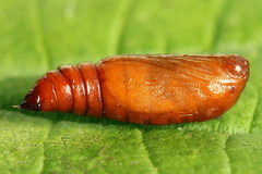 Epirrhoe galiata