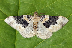 Epirrhoe galiata