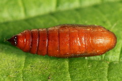 Epirrhoe galiata