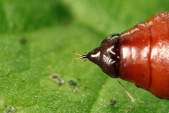 Epirrhoe galiata