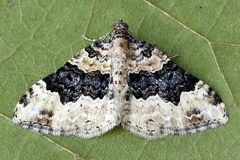 Epirrhoe galiata