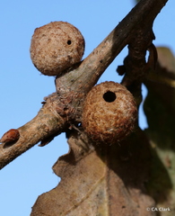 Burnettweldia washingtonensis