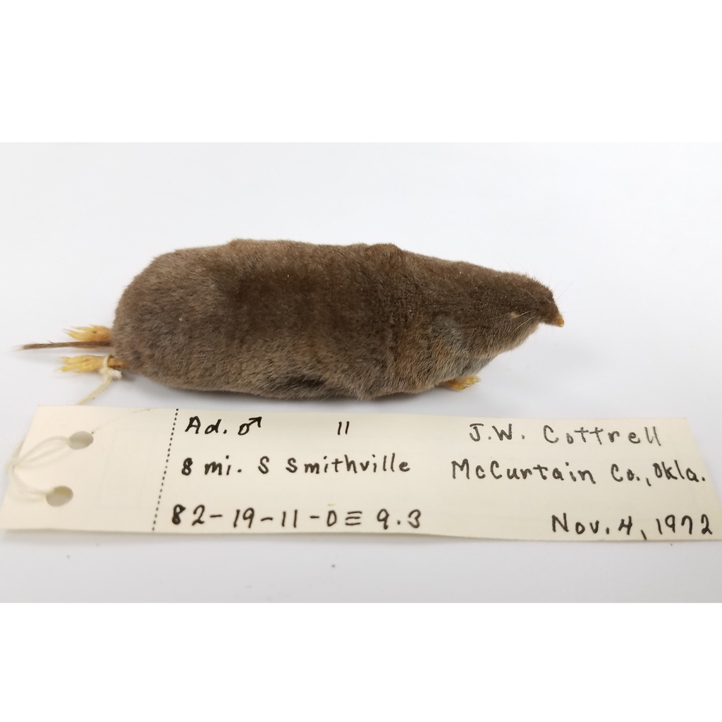 Elliot's Short-Tailed Shrew