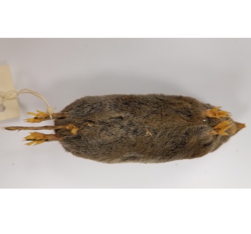 Elliot's Short-tailed Shrew