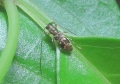 Spilotrogia maculata