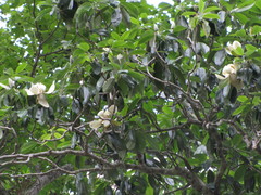 Magnolia tamaulipana