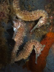 Hippocampus subelongatus