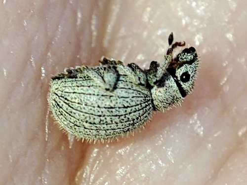 Foucartia squamulata