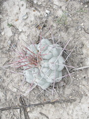 Thelocactus hexaedrophorus