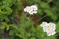 Achillea multifida