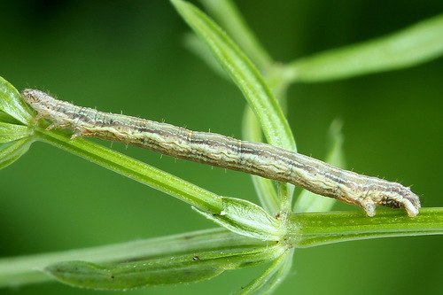 Žiedinė Cidarija nuotrauka