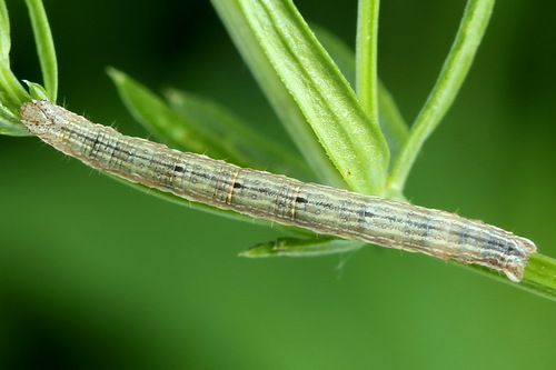 Žiedinė Cidarija nuotrauka