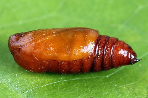 Žiedinė Cidarija nuotrauka