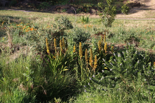 Red Root (Wachendorfia thyrsiflora)