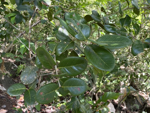Eugenia sessiliflora, 2023-06-10
