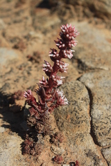 Crassula alpestris