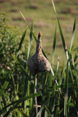 Ploceus capensis