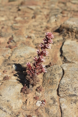 Crassula alpestris
