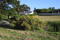 Senecio halimifolius