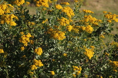 Senecio halimifolius