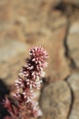Crassula alpestris