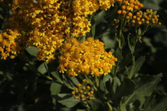Senecio halimifolius