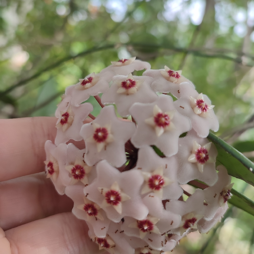 Hoya carnosa star-shaped flowers detail