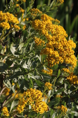 Senecio halimifolius