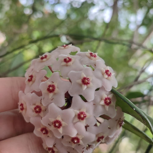 Hoya carnosa 'Krimson Princess' 4