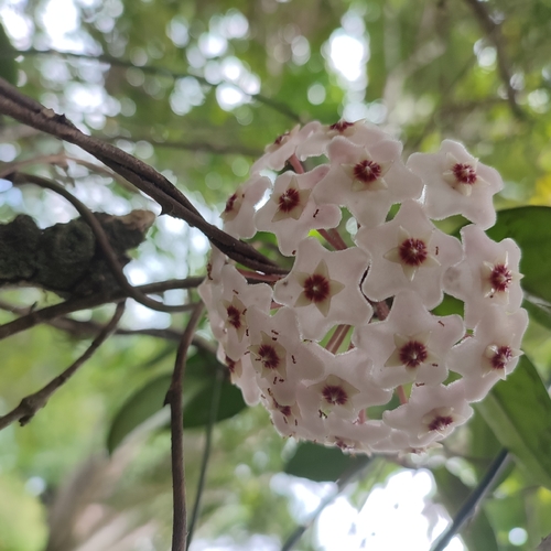Petit Fleur de cire 3