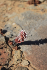 Crassula alpestris