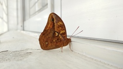 Opsiphanes boisduvallii