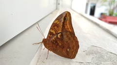 Opsiphanes boisduvallii