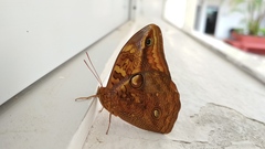 Opsiphanes boisduvallii