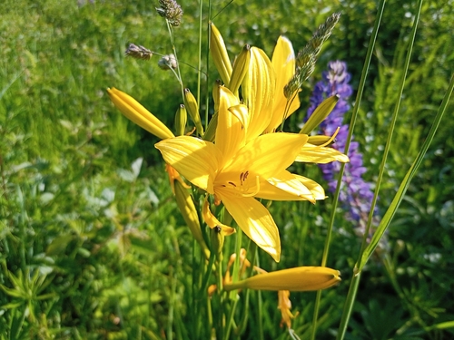 Image of Hemerocallis lilioasphodelus by (c) Michal Honskus, some rights reserved (CC BY)