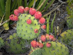 Opuntia stenopetala